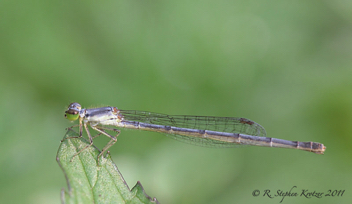 Ischnura posita, female